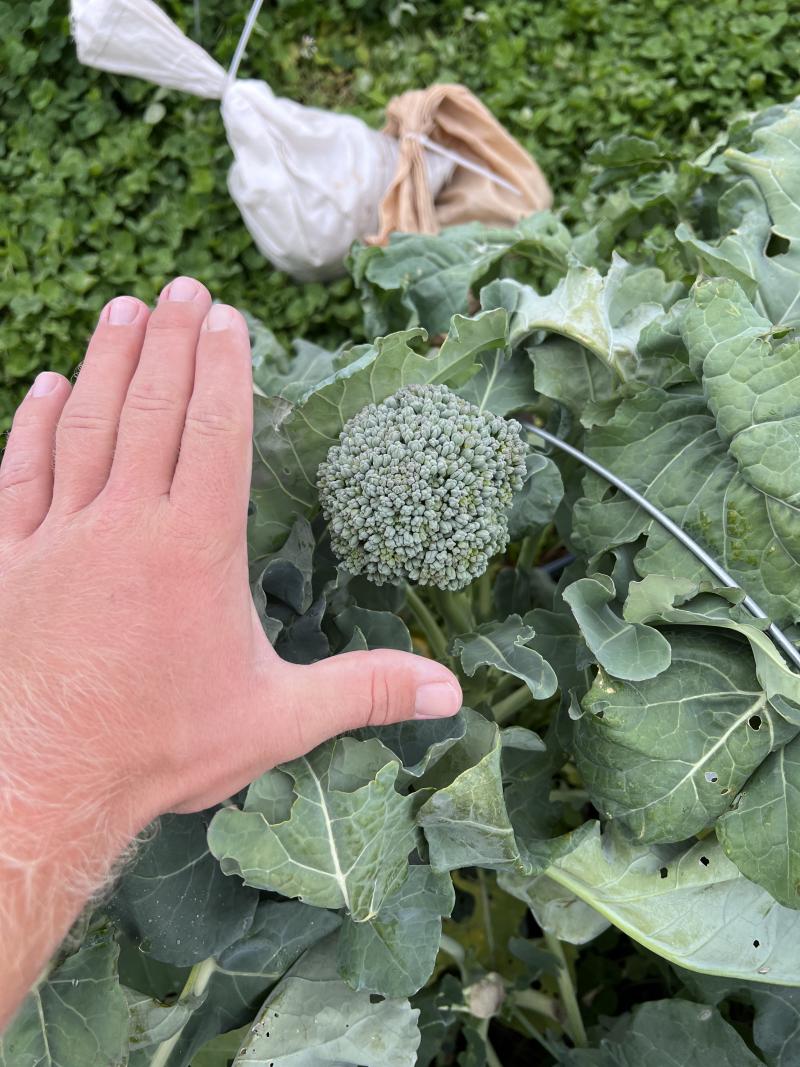 a broccolini plant is next to a person's hand for scale