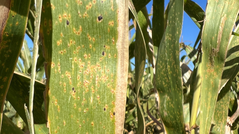 corn leaf with tar spot on it