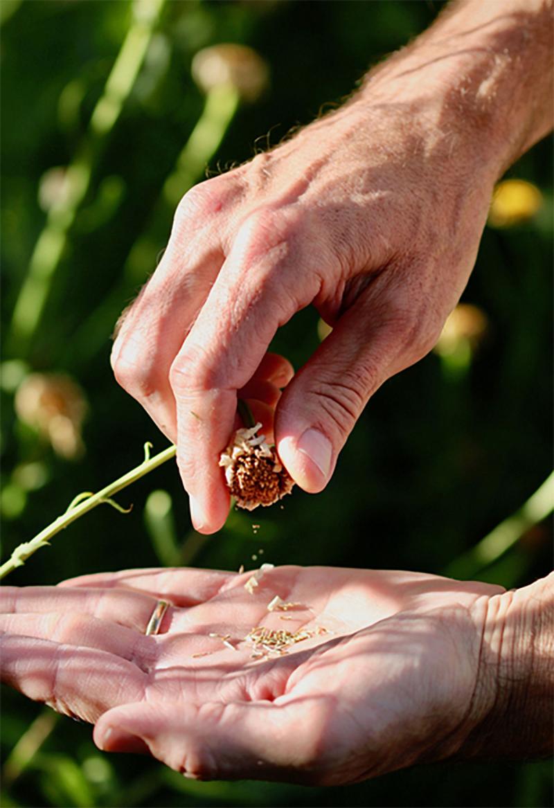 Hand collecting seeds from a flower head.