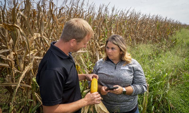 USDA agent analyzing an ear of corn with a producer alongside a cornfield in early fall.