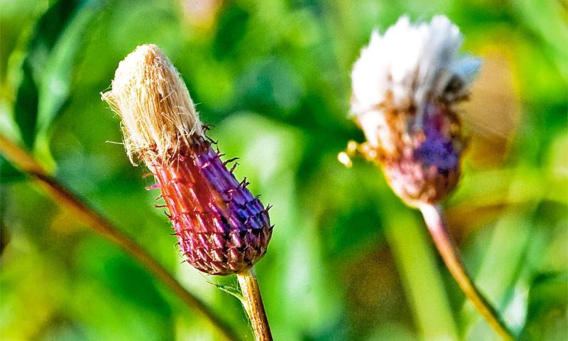 A white and purple seedhead of a Canada thistle with a blurry, bright green background.