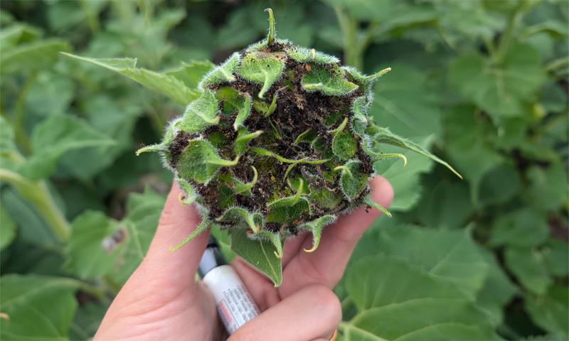 A green sunflower head with brown frass throughout.