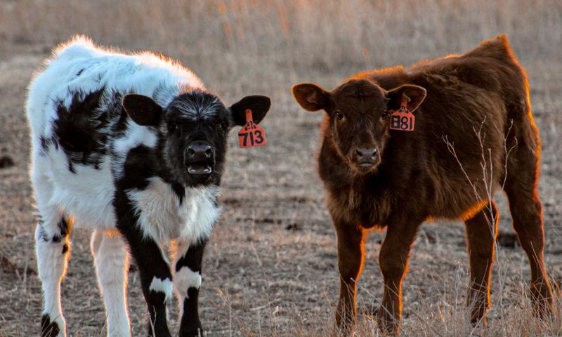Two beef calves  standing in a dry, fall pasture.