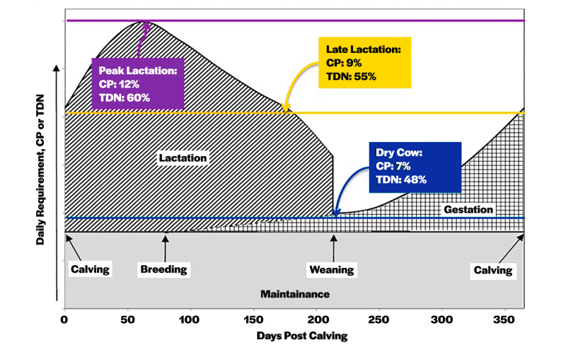 Diagram showing the nutrient requirements of a beef cow. For an in-depth description, please visit: https://site.extension.uga.edu/beef/2018/11/nutritional-considerations-going-into-calving/