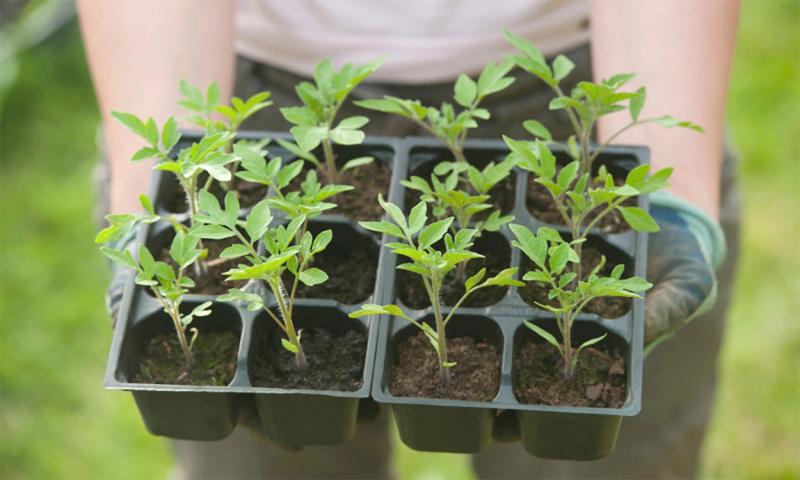 Gardener holding a tray of tomato seedlings ready for transplanting.