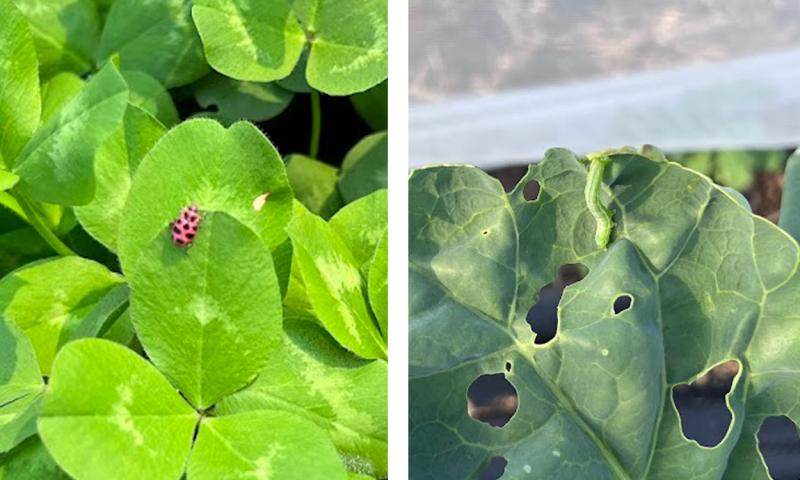 Left: Lady beetle on red clover. Right: Cabbage looper on broccolini.