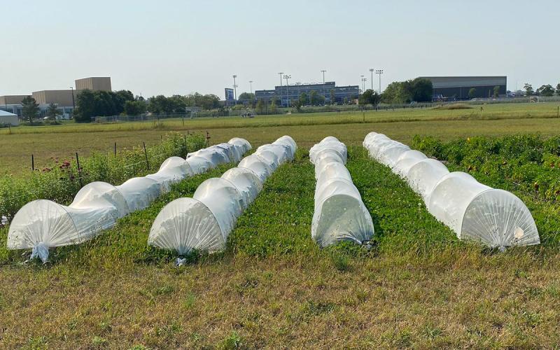 Four rows of broccoli covered by protective row covers.