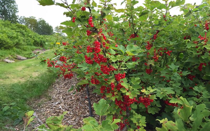 A muture red currant shrub in a landscape with bright-red berries throughout.