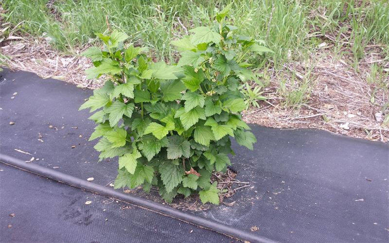Young currant shrub surrounded by black, plastic mulch.