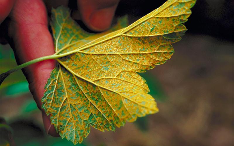 Currant leaf with severe White Pine Blister Rust throughout.