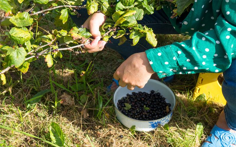 A gardener picking black currant berries from a shrub.