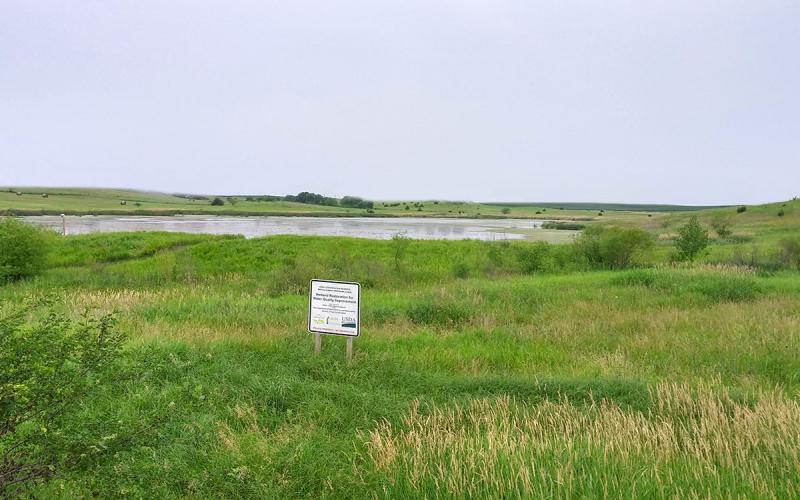 A lush, green riparian area adjacent to a wetland area.
