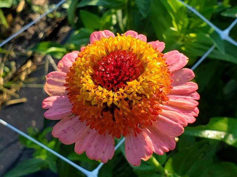 A close-up of an orange-and-pink flower bloom