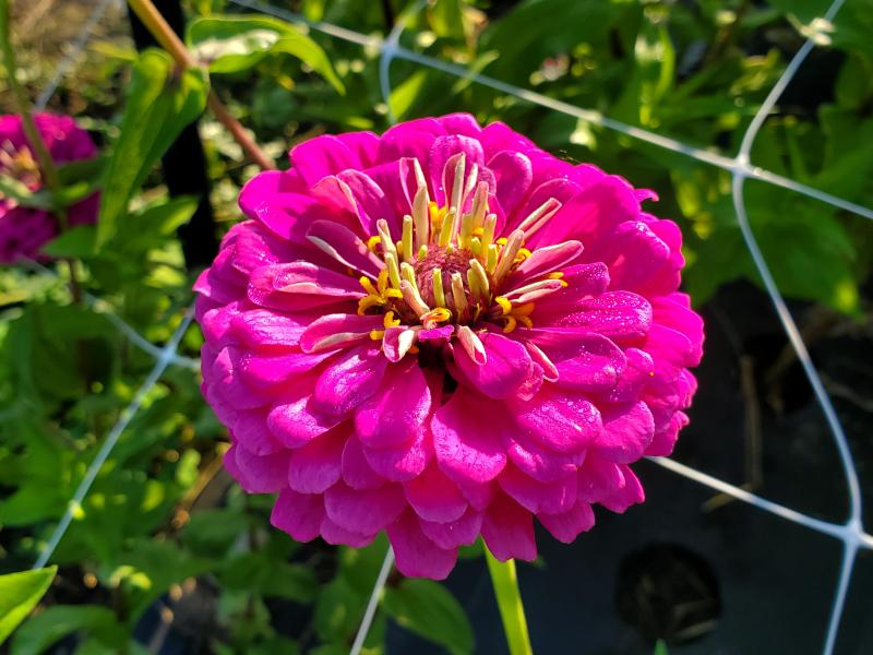 A close-up of a large purple zinnia bloom