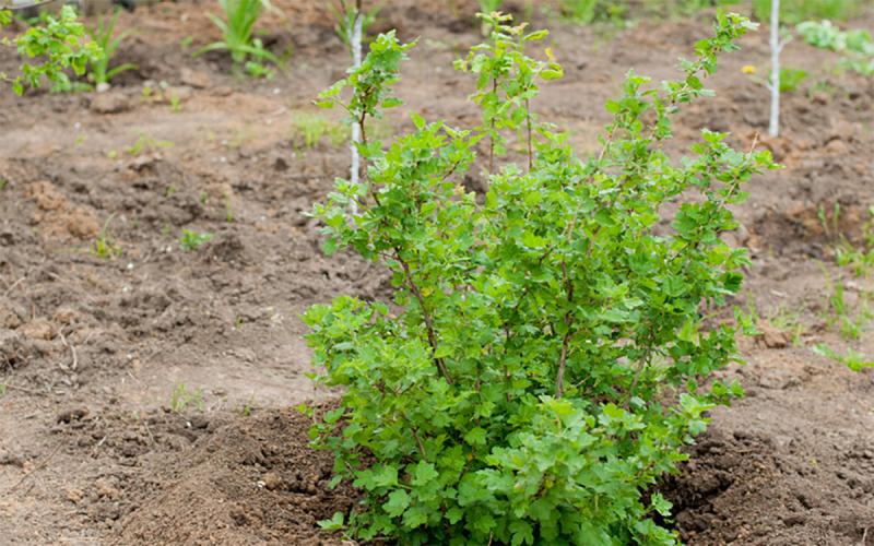 Gooseberry bush planted in a well-kept garden.