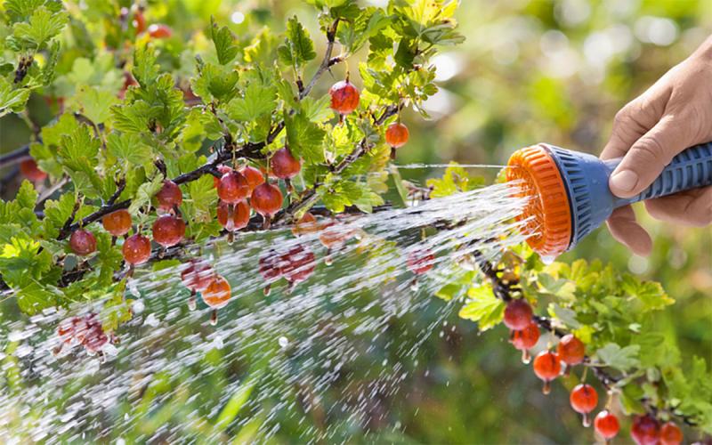 Gardener watering a gooseberry bush with a watering wand.