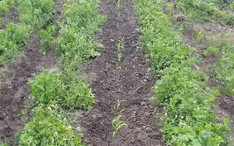 Small corn seedlings emerging from garden soil.