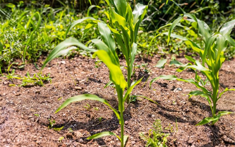 Rows of sweet corn growing in a sunny garden.