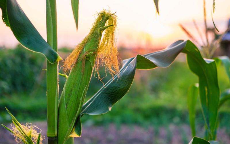 Isolated sweet corn plants on the edge of a large garden.