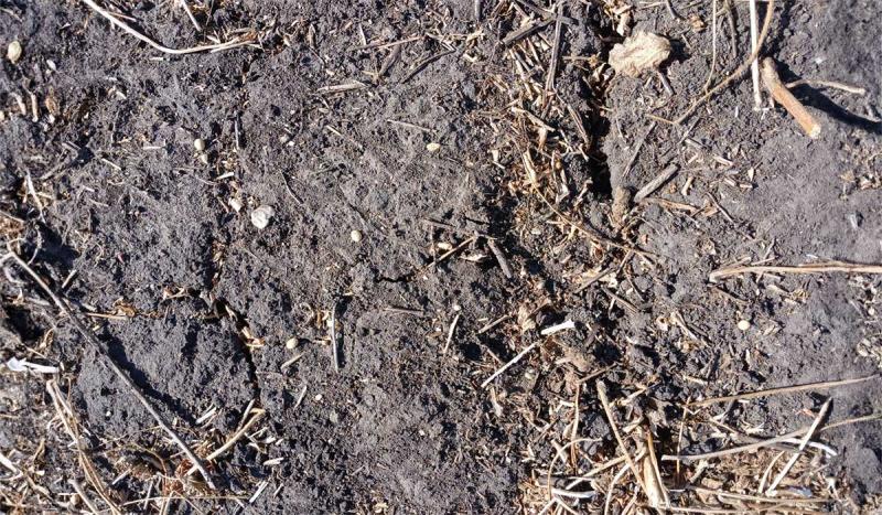 A plot of soil with large cracks developing throughout.