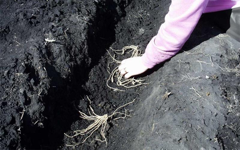 Gardener spreading asparagus crowns out throughout the bottom of a garden trench.