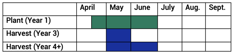 Asparagus can be planted mid-May through the end of June. On the third year after planting, it can be harvested throughout May. On the fourth year and beyond, it can be harvested May through June.