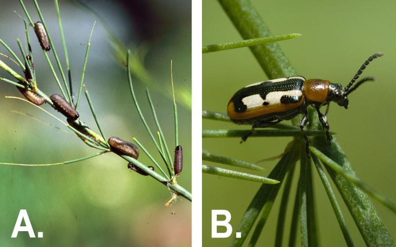 Left asparagus beetle larvae. Right: Asparagus beetle adult.