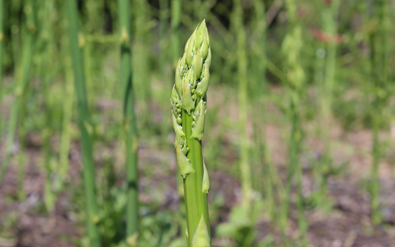 Asparagus spear exhibiting symptoms of feathering.