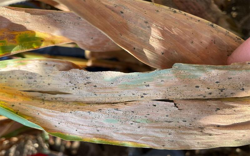 Tar spot lesions on dried corn leaves.