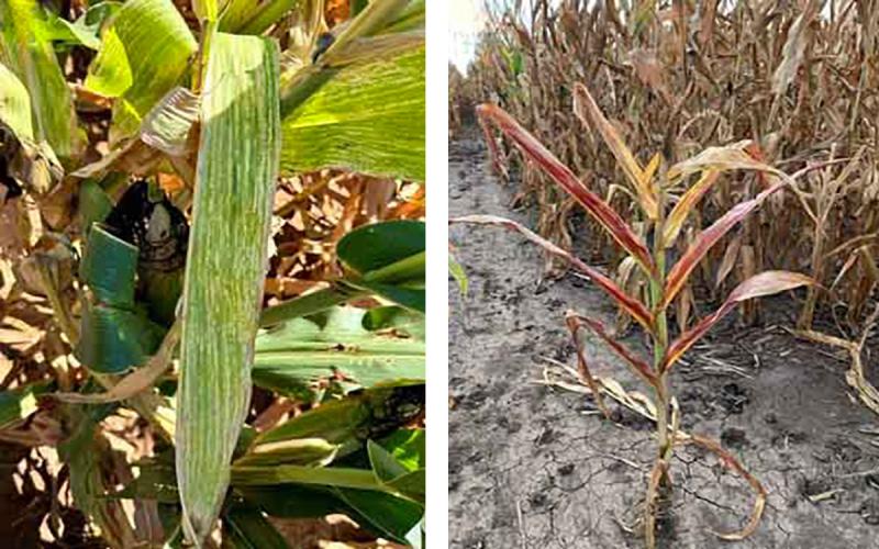 Left: Corn stunt symptoms on a corn leaf. Right: Corn stunt symptoms on an entire plant.