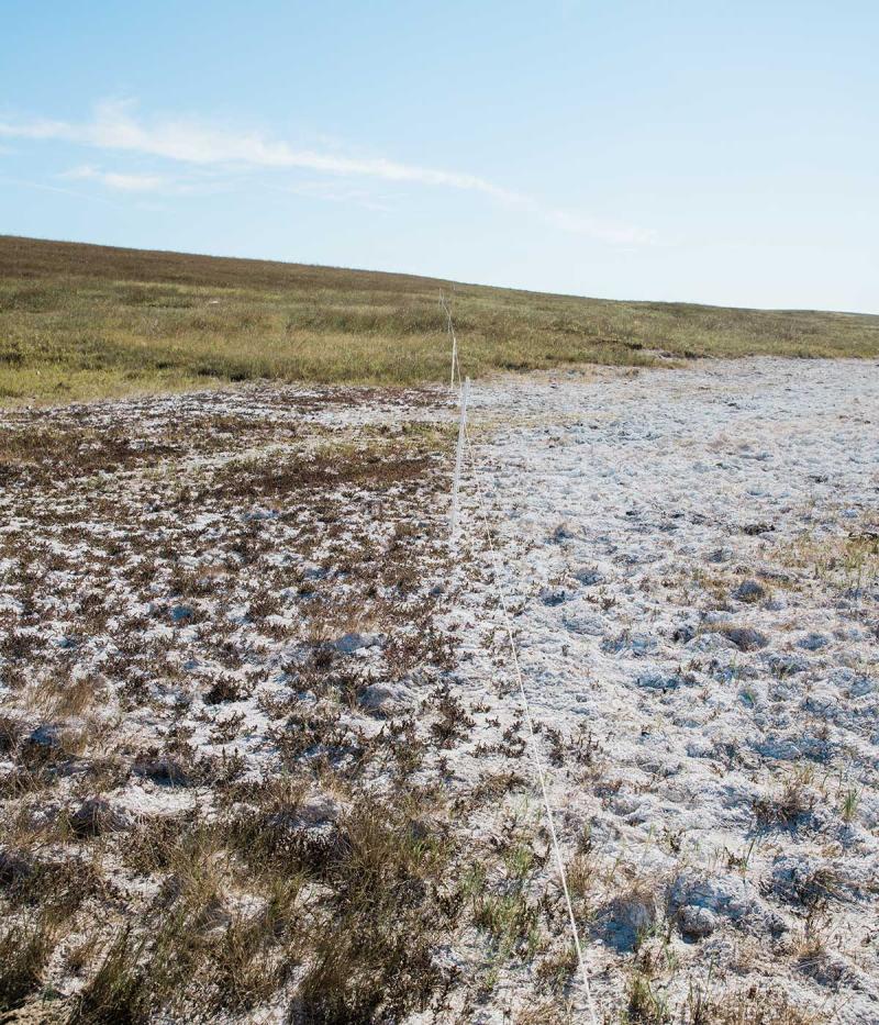 Field exhibiting symptoms of severe salinity.