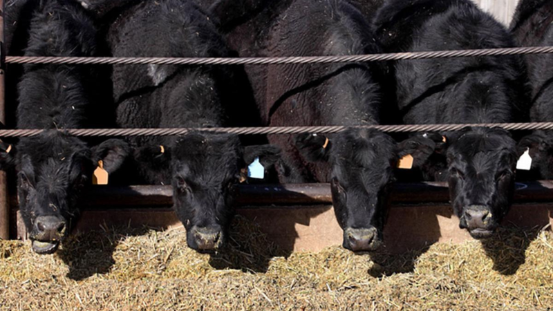 Beef cattle eating feed