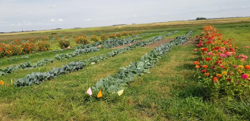 rows of vegetable plants are pictured