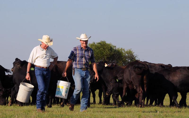 two ranchers carrying feed buckets to small group of cattle