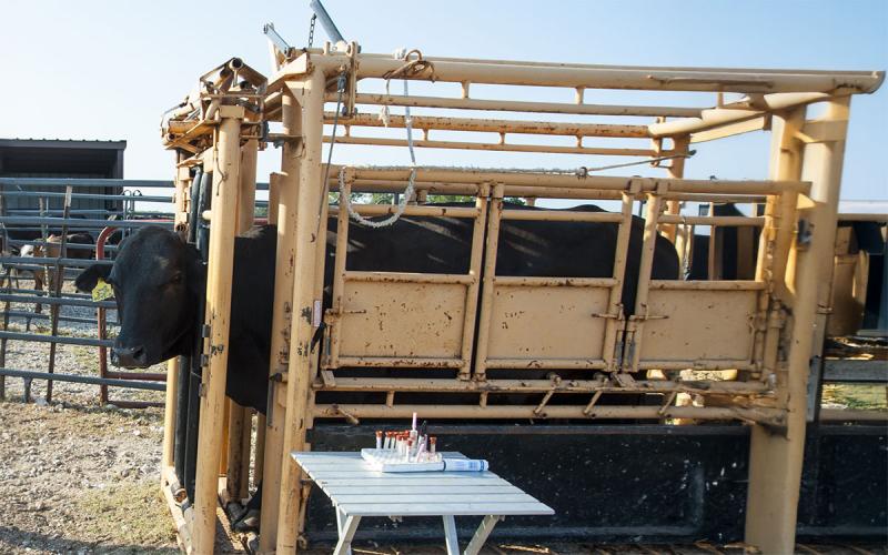 A black cow restrained in a chute with a small table of vaccination equipment to the side.