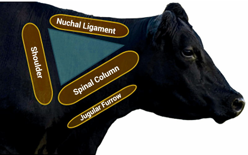 Diagram of a cow with a blue triangle showing the ideal injection area in an area surrounded by the nuchal ligament, shoulder, and spinal column. For a detailed description, please call SDSU Extension at 605-688-4792.