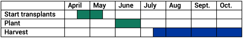 Tomatillo transplants can be started in mid-April through mid-May, planted throughout June, and harvested mid-July through the end of October. For a detailed description of this timeline, please call SDSU Extension at 605-688-4792.