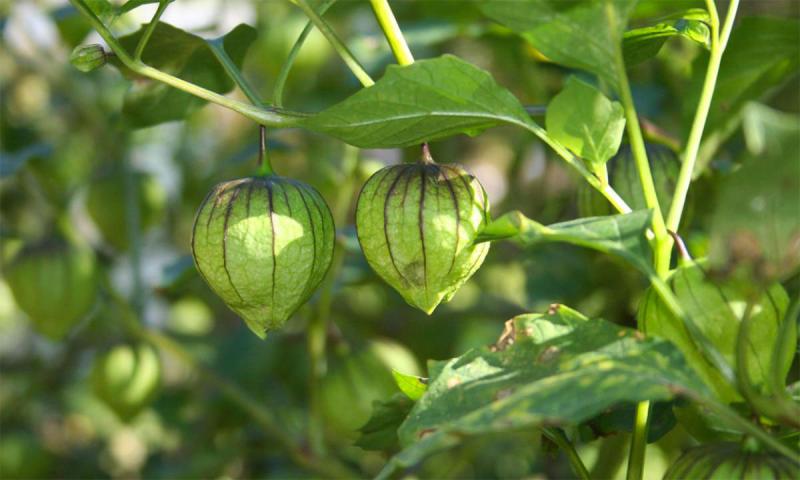 Tomatillos growing in a garden.