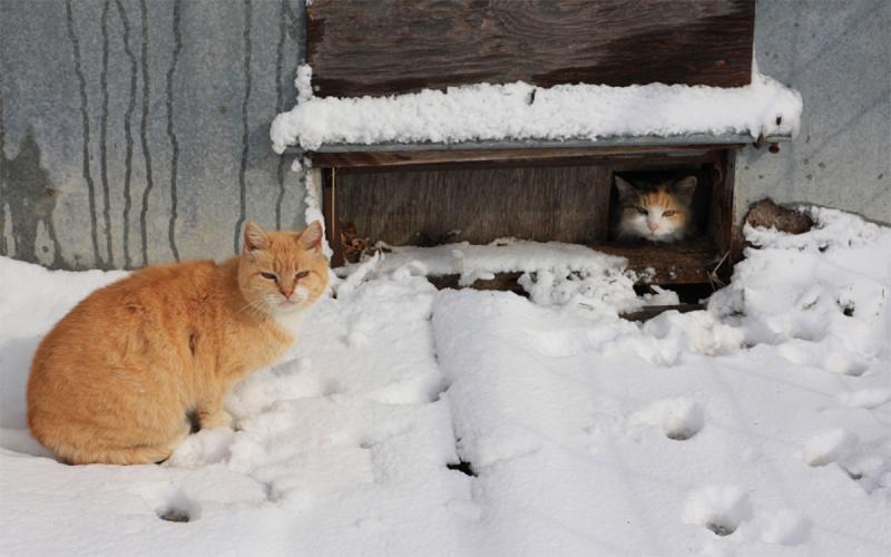 Two farm cats in the snow near a farm structure.