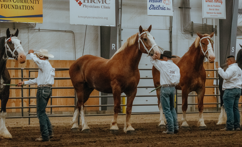 Three youth showing horses