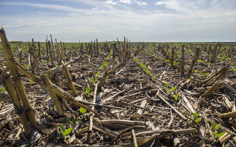Young soybean plants emerge from crop residue in a no-till field.