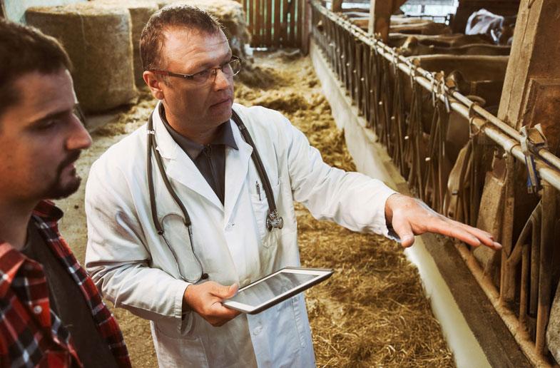 A veterinarian and producer observing a group of animals in a facility.
