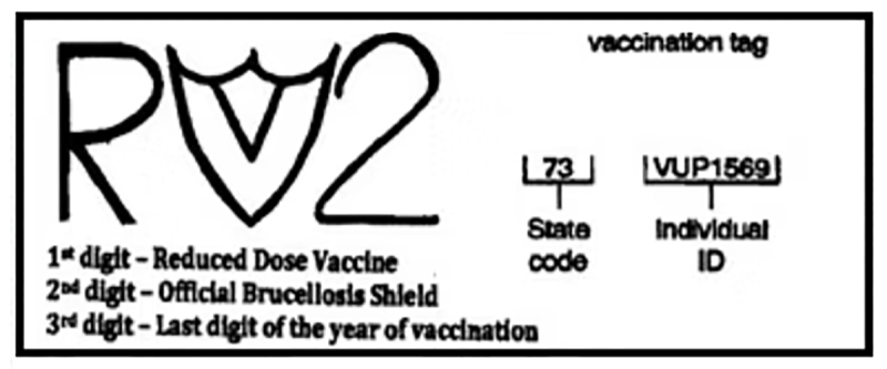 Bangs vaccine tattoo graphic featuring an “R” to represent reduced dose vaccine, followed by the official brucellosis shield, and then a “2” representing the last digit of the vaccination year, 2022. For a detailed description, please call SDSU Extension at 605-688-4792.