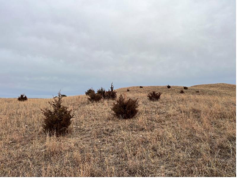 Pasture contaminated with Eastern Red Cedar