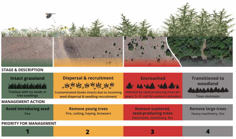 Rangeland vulnerability to tree encroachment and corresponding management actions and priorities