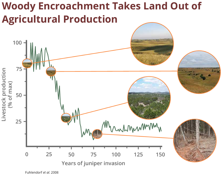 Livestock production reduces with an increase of woody encroachment