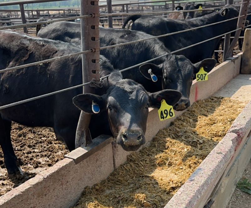 dairy beef steers eating out of a feed bunk