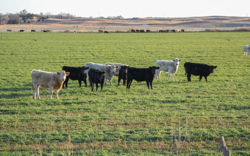 Small group of mixed cattle grazing a crop field.