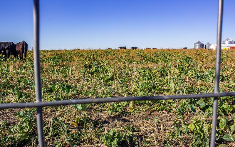 Cattle grazing cover crops.