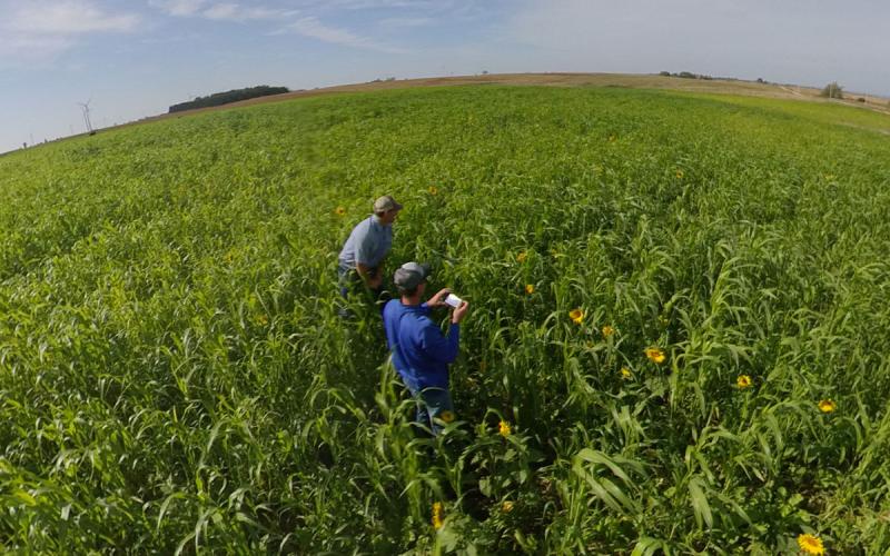 An agronomist and conservationist observing a field of cover crops.